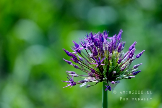 Allium_macro_photography_looking_at_flowers_nature_spring_03.JPG