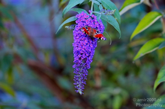 Butterfly_flowers_macro_photography_nature_001.JPG