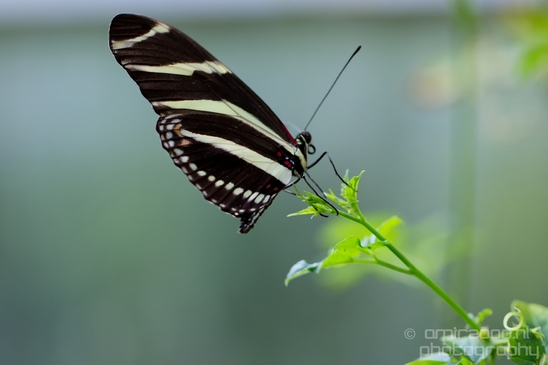 Butterfly_flowers_macro_photography_nature_007.JPG