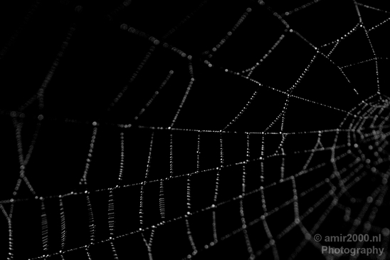 Cobweb_nature_macro_photography_02.JPG