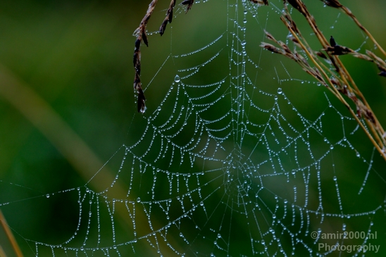 Cobweb_nature_macro_photography_07.JPG