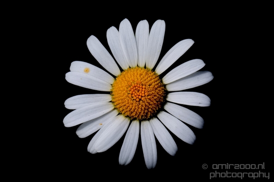Daisy_Daisies_macro_photography_looking_at_flowers_nature_01.JPG