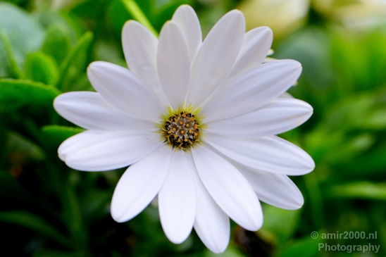 Daisy_Daisies_macro_photography_looking_at_flowers_nature_spring_11.JPG