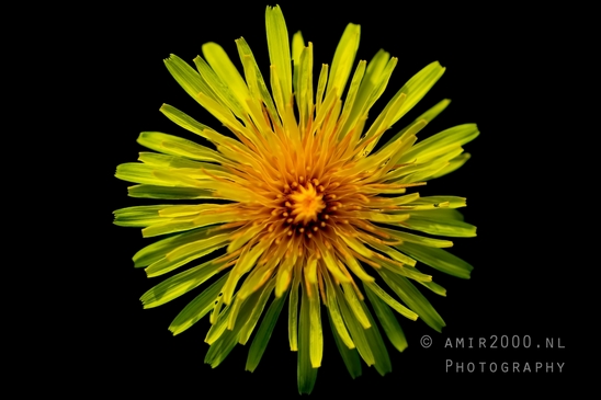 Dandelion_macro_photography_looking_at_flowers_01.JPG