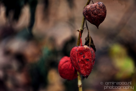 Dry_dead_flowers_nature_macro_photography_01.JPG