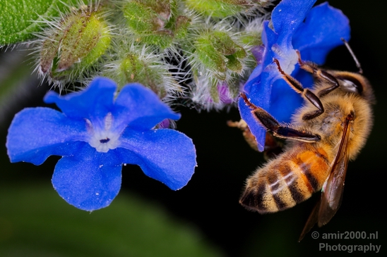 Macro_photography_bee_on_a_flower_nature_001.JPG