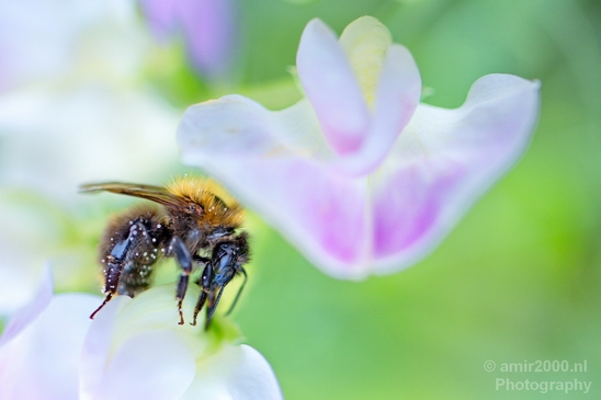 Macro_photography_bee_on_a_flower_nature_006.JPG