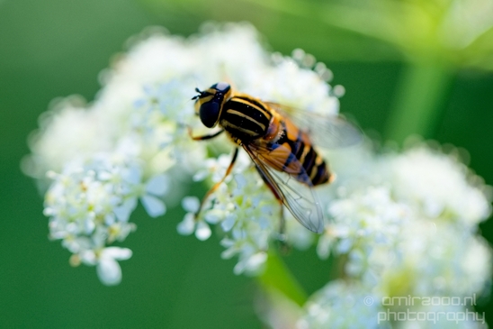 Macro_photography_bee_on_a_flower_nature_010.JPG