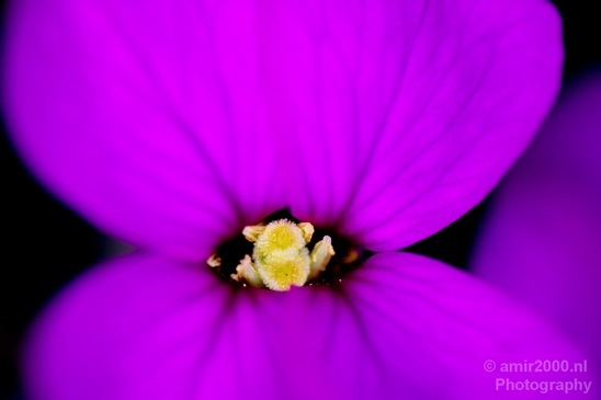 Macro_photography_flower_nature_006.JPG