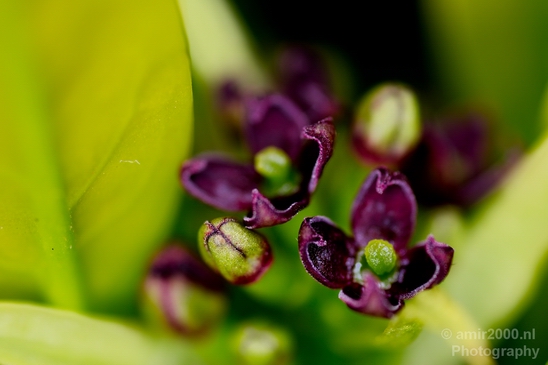 Macro_photography_flower_nature_016.JPG