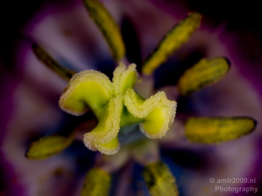 Macro_photography_flower_nature_035.JPG