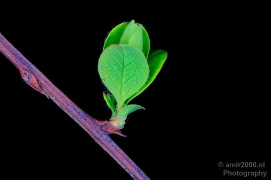 Macro_photography_flower_nature_055.JPG