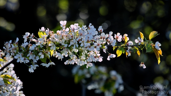 Macro_photography_flower_nature_056.JPG