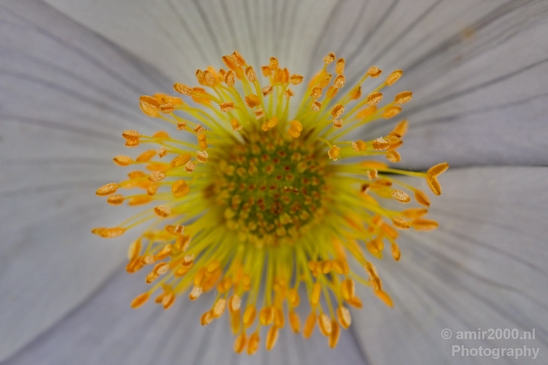 Macro_photography_flower_nature_058.JPG