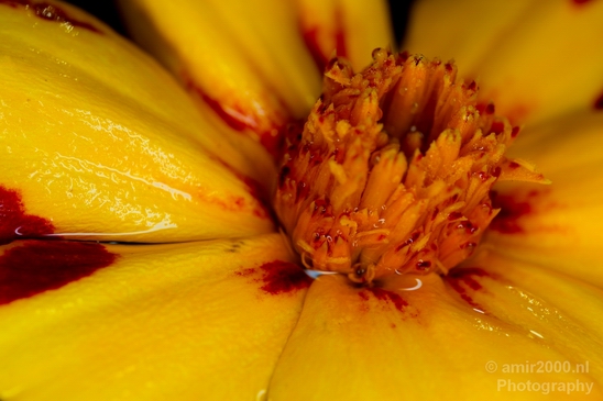 Macro_photography_flower_nature_085.JPG