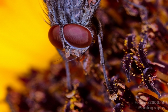 Macro_photography_fly_nature_004.JPG