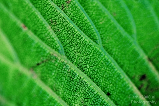 Macro_photography_looking_at_flowers_nature_007.JPG