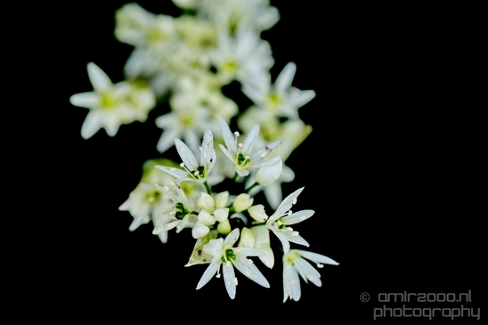 Macro_photography_looking_at_flowers_spring_nature_213.JPG