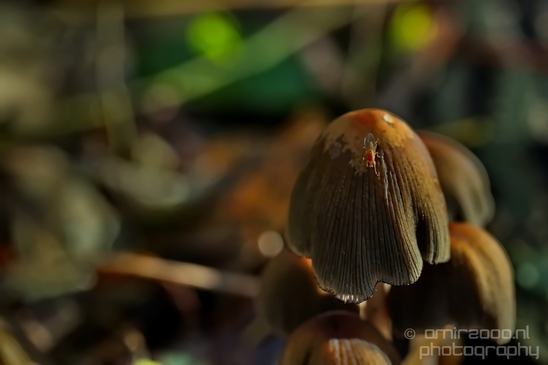 Mica_Cap_Mushrooms_fungi_macro_nature_fall_autumn_scenery_photography_01.JPG