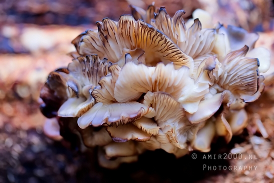 Mushrooms_macro_nature_photography_16.JPG