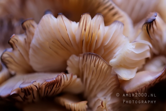 Mushrooms_macro_nature_photography_18.JPG