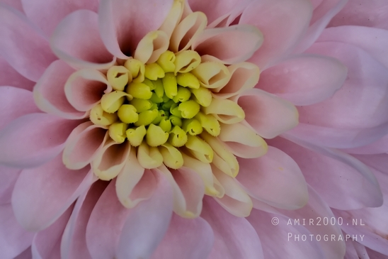 Pink_Dahlia_macro_photography_looking_at_flowers_nature_01.JPG