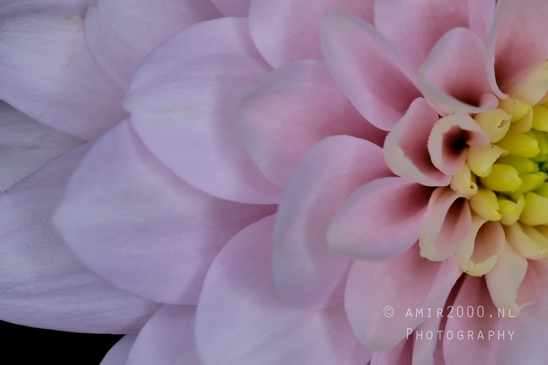 Pink_Dahlia_macro_photography_looking_at_flowers_nature_02.JPG