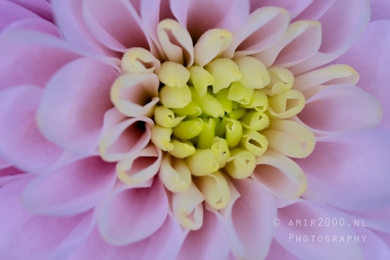 Pink_Dahlia_macro_photography_looking_at_flowers_nature_03.JPG
