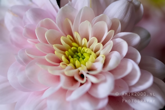 Pink_Dahlia_macro_photography_looking_at_flowers_nature_04.JPG