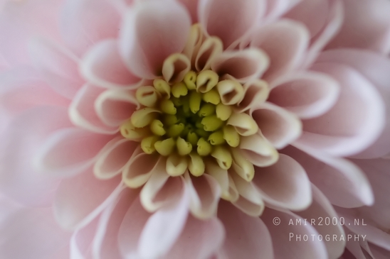 Pink_Dahlia_macro_photography_looking_at_flowers_nature_05.JPG