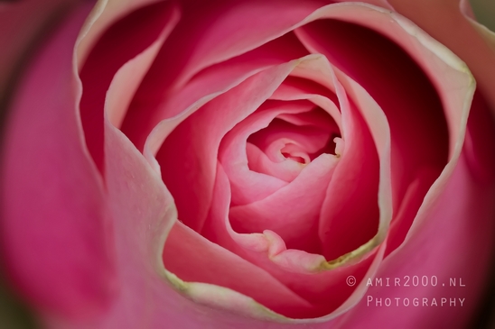 Pink_Rose_macro_photography_looking_at_flowers_nature_01.JPG