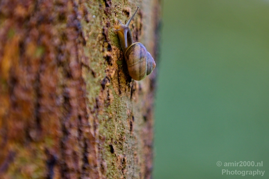 Snail_nature_macro_photography_01.JPG