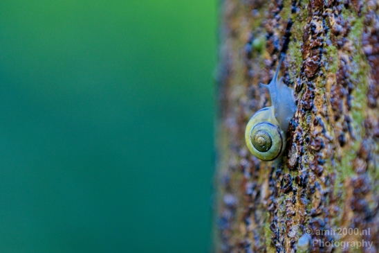 Snail_nature_macro_photography_02.JPG