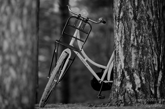 Bicycle_in_the_woods_Oosterplas_Bloemendaal.JPG