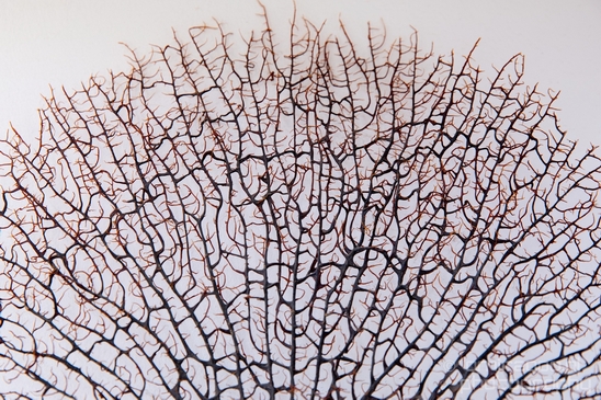 Dry_sea_fan_coral_Patterns_miscellaneous_photography_01.JPG