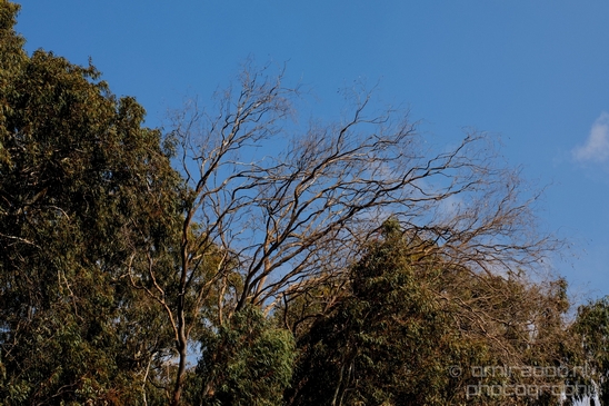 Ariel_Sharon_Park_nature_landscape_photography_Tel_Aviv_Israel_01.JPG