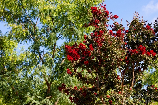 Ariel_Sharon_Park_nature_landscape_photography_Tel_Aviv_Israel_17.JPG