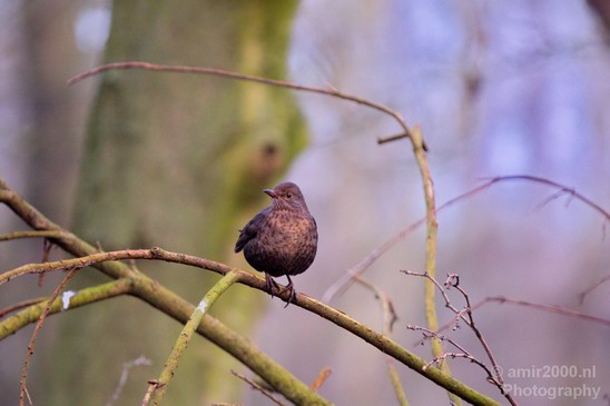 Bird_nature_photography_02.JPG