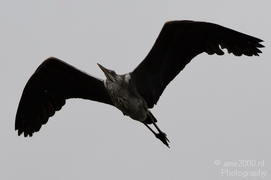 Blauwe_reiger_005.JPG