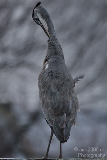 Blauwe_reiger_008.JPG