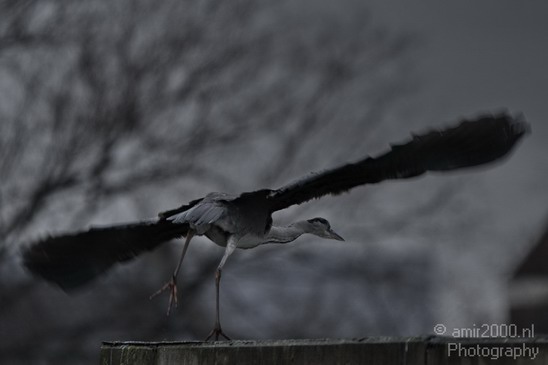 Blauwe_reiger_009.JPG