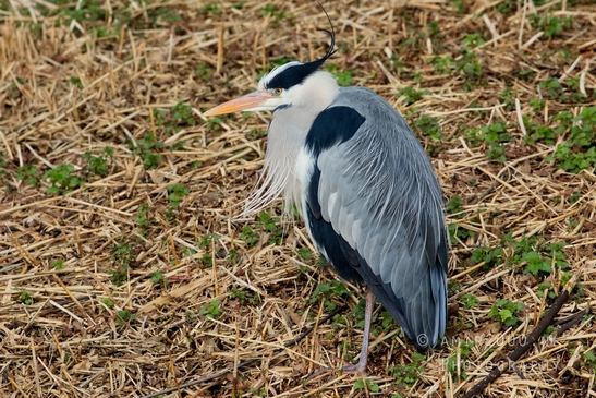 Blauwe_reiger_nature_photography_128.JPG