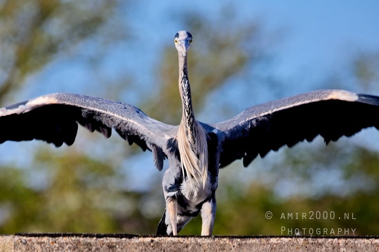 Blauwe_reiger_nature_photography_139.JPG