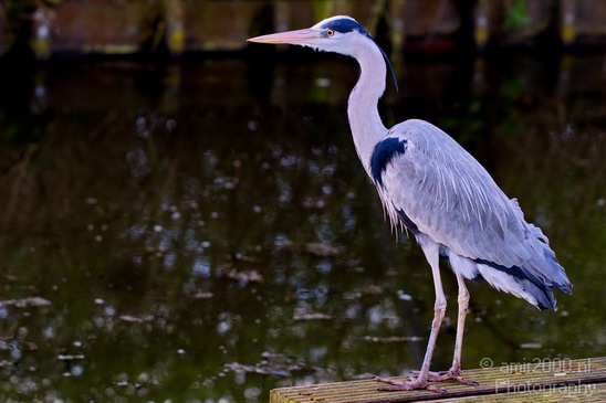 Blauwe_reiger_nature_photography_14.JPG