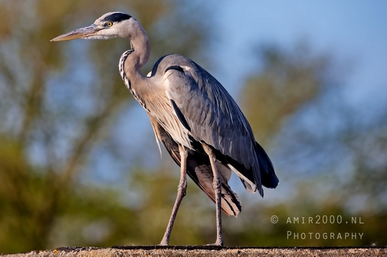 Blauwe_reiger_nature_photography_140.JPG