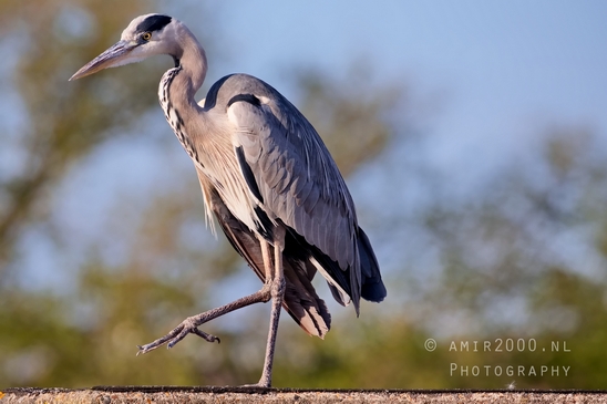 Blauwe_reiger_nature_photography_141.JPG