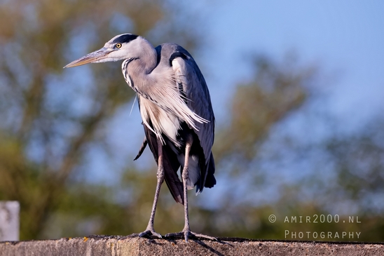 Blauwe_reiger_nature_photography_142.JPG