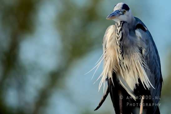 Blauwe_reiger_nature_photography_143.JPG