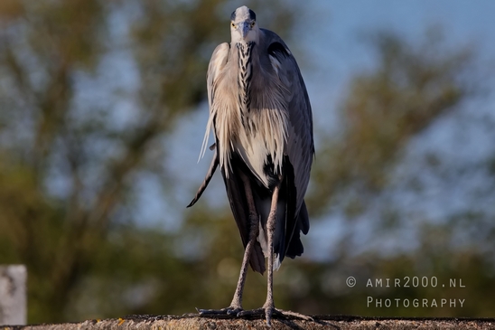 Blauwe_reiger_nature_photography_144.JPG