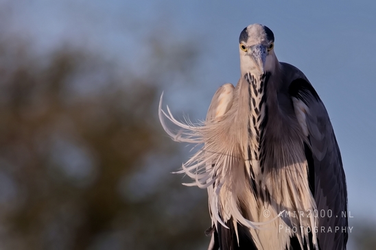 Blauwe_reiger_nature_photography_145.JPG